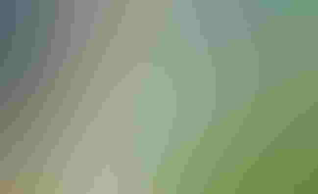 A flock of green parakeets crosses a hazy rainbow that arcs across a lush hillside covered in bright green trees and grass. A large waterfall cascades down cliffs in the upper left of the frame.