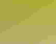 A Wilson’s Plover stands in profile facing its chick, which is less than half the adult’s size. The two birds with their white and light brown plumage appear to huddle together on the beach, as blurred bright green grasses form a wall behind them.