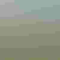 People walking through tall brush on an island while gulls fly overhead.
