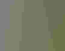 A Red-cockaded Woodpecker perches outside a nest cavity in a sappy tree holding bugs in its beak.