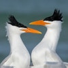 Breeding adults. Photo: Melissa James/Audubon Photography Awards
