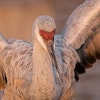 Sandhill Crane adults. Photo: Steve Torna/Audubon Photography Awards