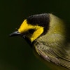 Adult male. Photo: Gary Robinette/Audubon Photography Awards