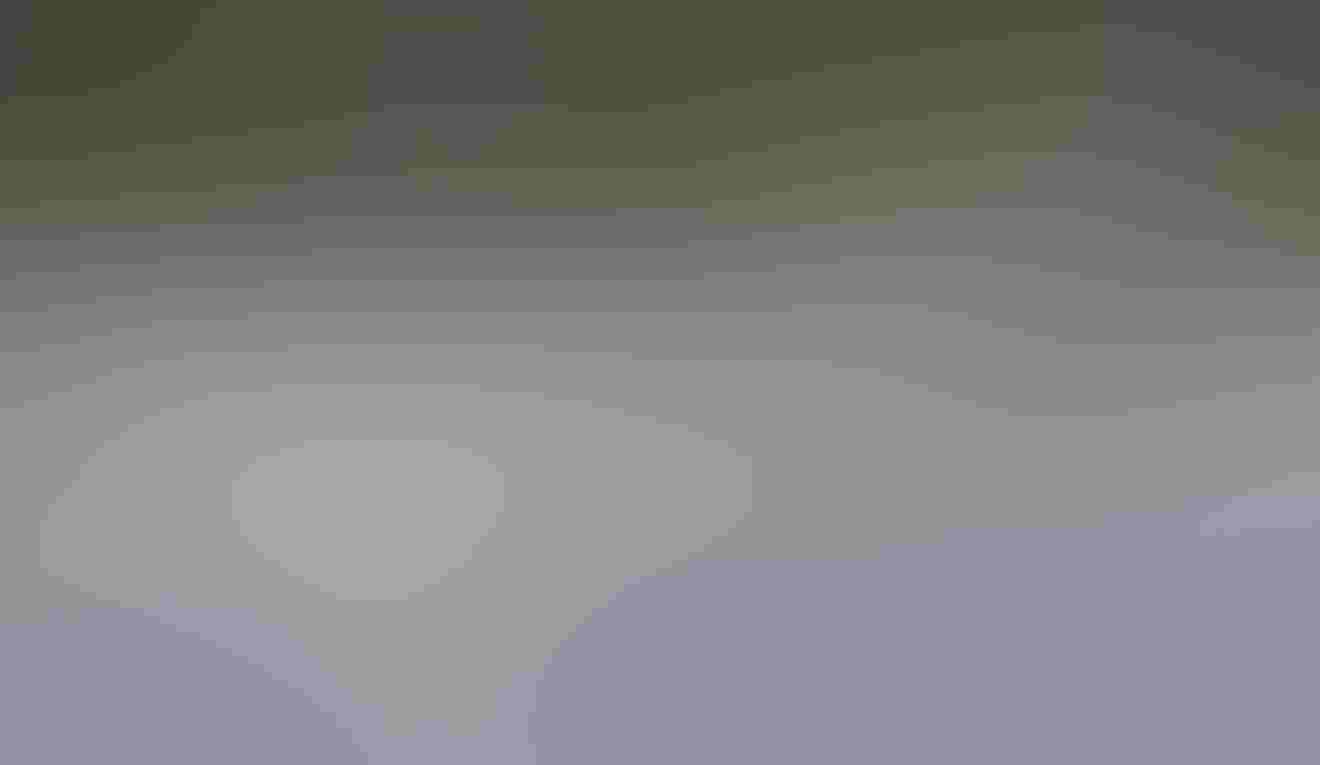 Tundra Swan