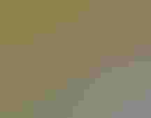 reddish brown waterfowl in a river