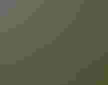 Cooper's Hawk