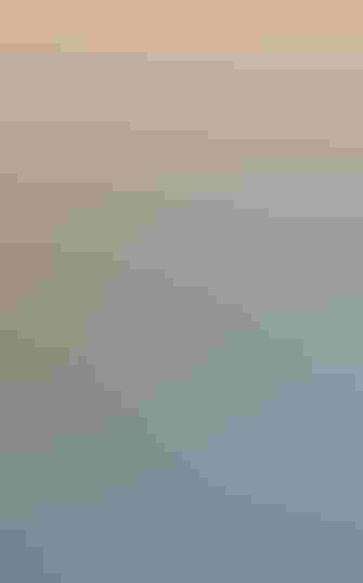 A flock of about 60 Sanderlings—small shorebirds—fly in a group above a crashing wave.