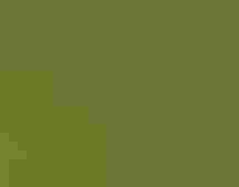 Scarlet Tanager