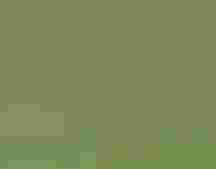 A small yellow and black bird perches on a vine amid out of focus green leaves.