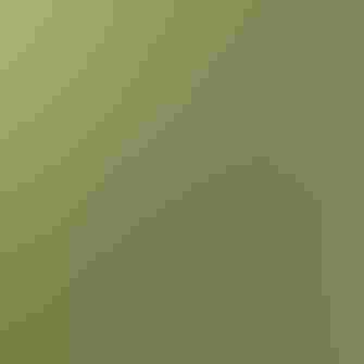 A brown speckled bird sits high on a branch in a forest singing