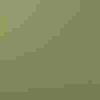 A brown speckled bird sits high on a branch in a forest singing
