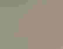 American Woodcock in a bush