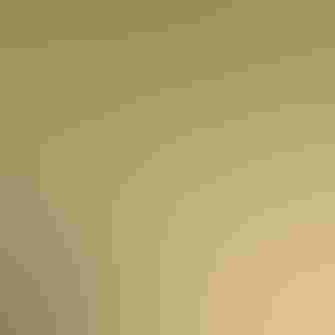 Clay-colored Sparrow