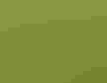 Northern Bobwhite