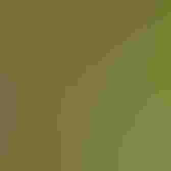 A brown bird with black speckles on its chest -- a Wood Thrush -- spreads its wings.