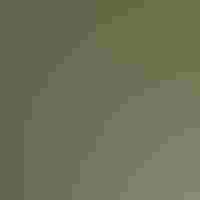 Lesser Goldfinch