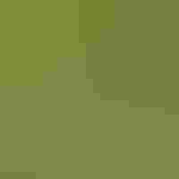 Ruby-throated Hummingbird