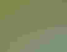 Scarlet Tanager.