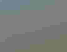 Bell's Vireo perched on a tree