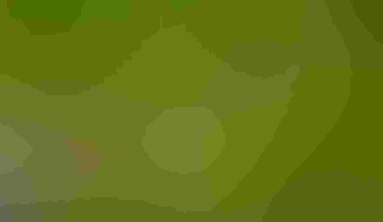 An arial photo of a trail through a wetland surrounded by forest. 