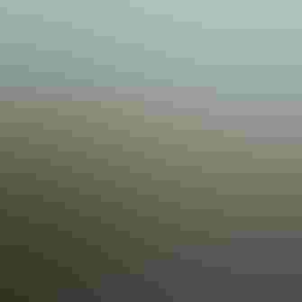 A river flows through a swamp.