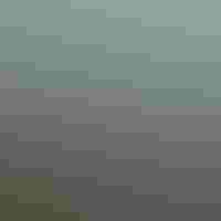 A river flows through a swamp.