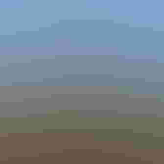 Shorebird on tundra.