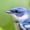 Adult male. Photo: Frode Jacobsen/Shutterstock