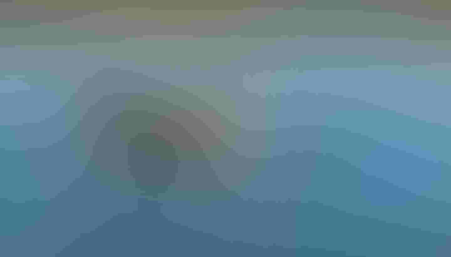 Shorebird in water