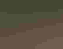 A large cat peeks out from behind vegetation