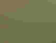 Shorebird on tundra