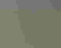 Shorebird chick in vegetation