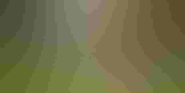 A building with brown siding, green windows, and a Pride Flag hanging outside.