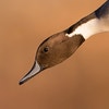 Breeding adult male. Photo: Ann Pacheco/Audubon Photography Awards