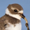 Juvenile. Photo: Gail Bisson/Audubon Photography Awards