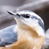 Adult female Red-breasted Nuthatch. Photo: David Mitchell/Flickr (CC BY 2.0)