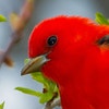 Breeding adult male. Photo: PaulReevesPhotography/iStock