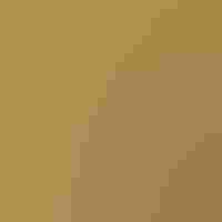 Botteri's Sparrow