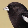 Breeding adult male. Photo: Tom Benson/Flickr (CC BY-NC-ND-2.0)