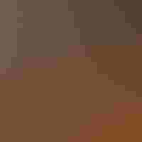 A forest floor is covered in a carpet of flames