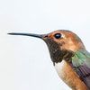 Adult male Allen's Hummingbird. Photo: Kelly Overduijn/Audubon Photography Awards