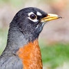 Adult Male. Photo: Brian Kushner