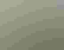 Black Tern.